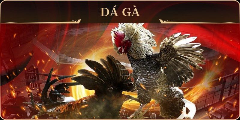 qh99 đá gà trực tiếp campuchia