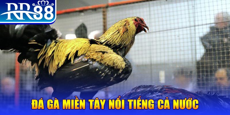 đá gà 88